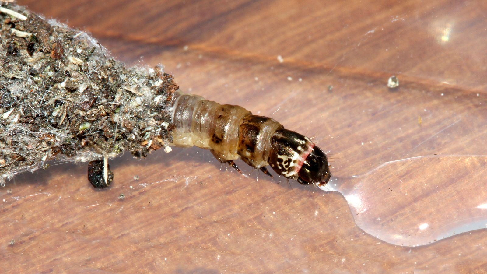 Do Caterpillars Drink? My Observations of the Australian Bagmoth